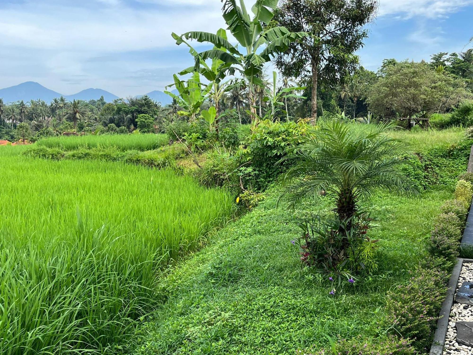 Maple Ridge Ubud Villas Kültér fotó