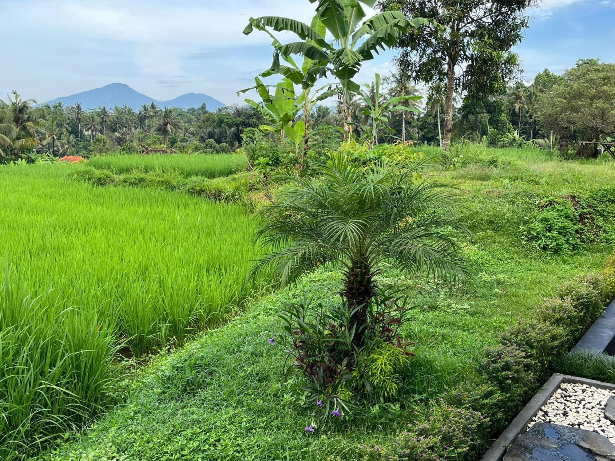 Maple Ridge Ubud Villas Kültér fotó